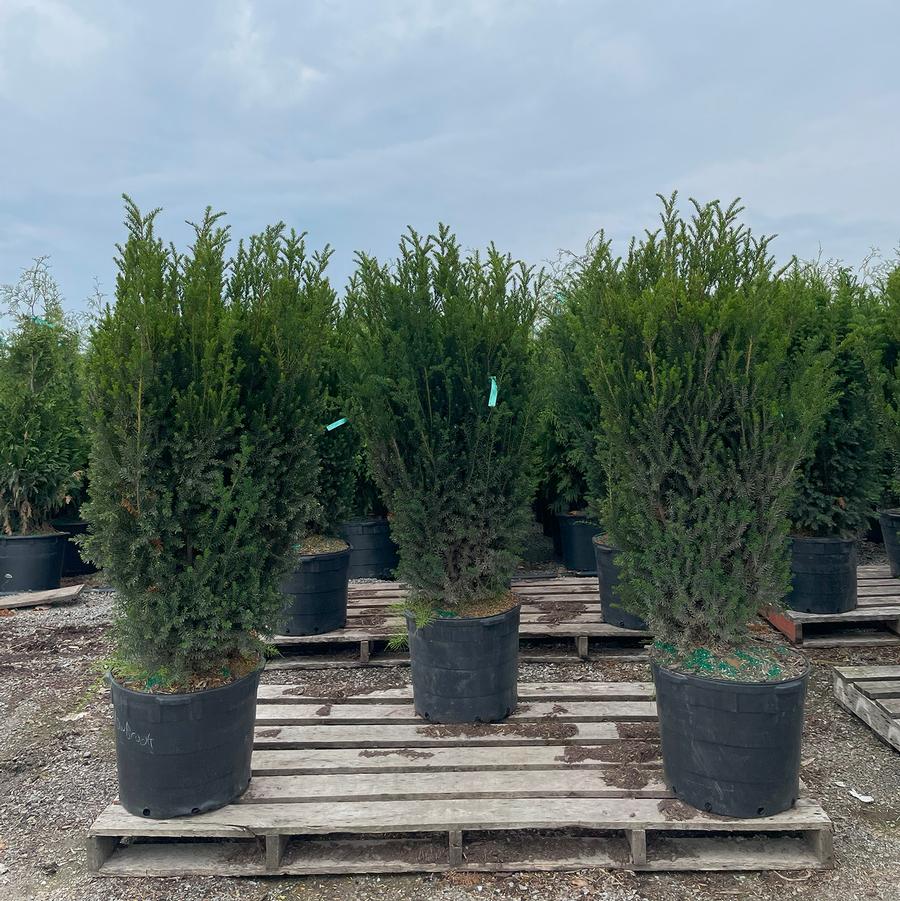Taxus x media Hillii