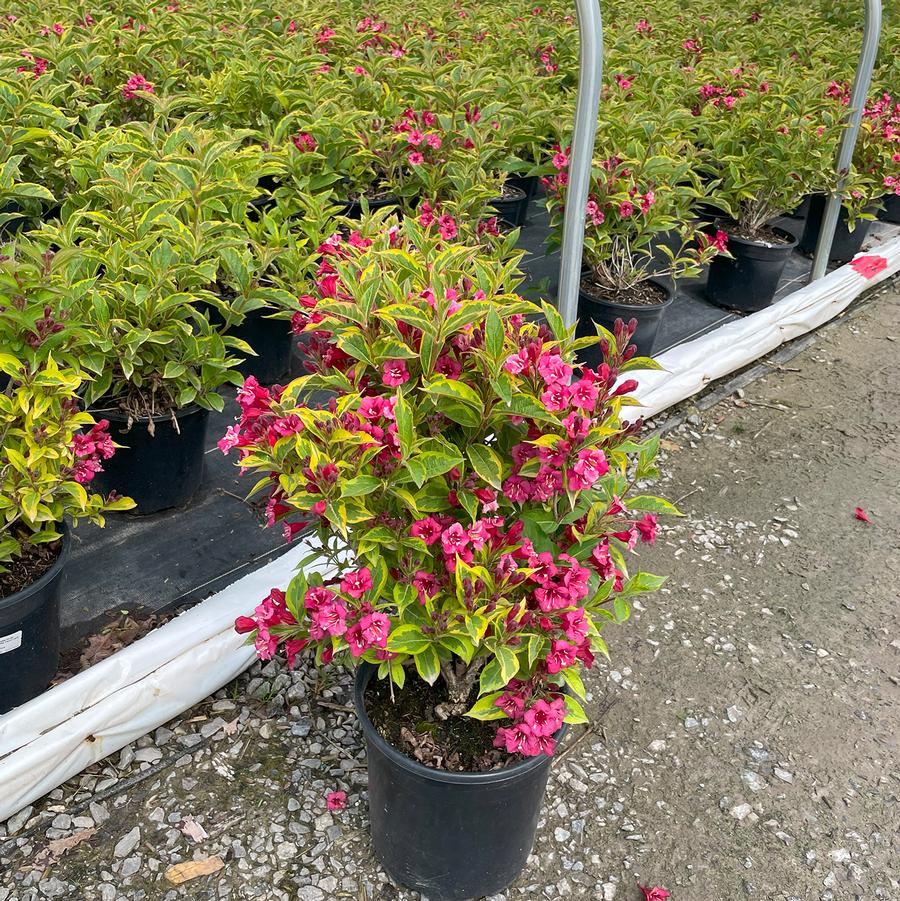 Weigela florida French Lace™