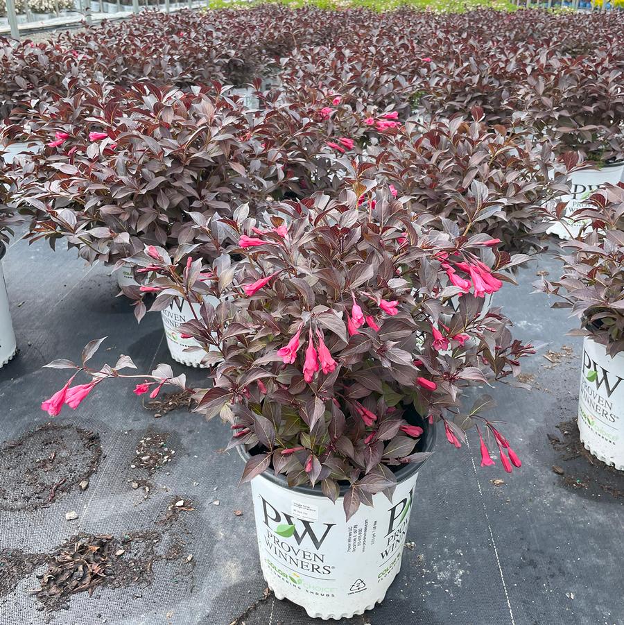 Weigela florida Midnight Wine Shine®