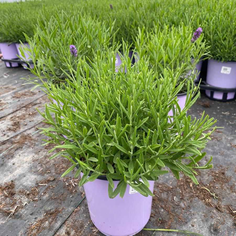 Lavandula angustifolia SuperBlue