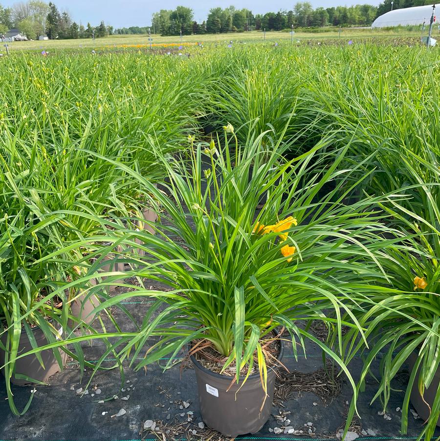 Hemerocallis Stella d' Oro