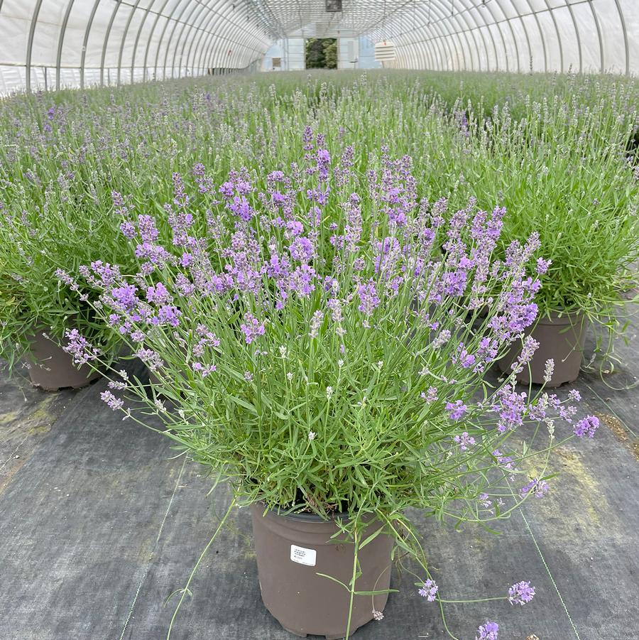 Lavandula angustifolia Munstead