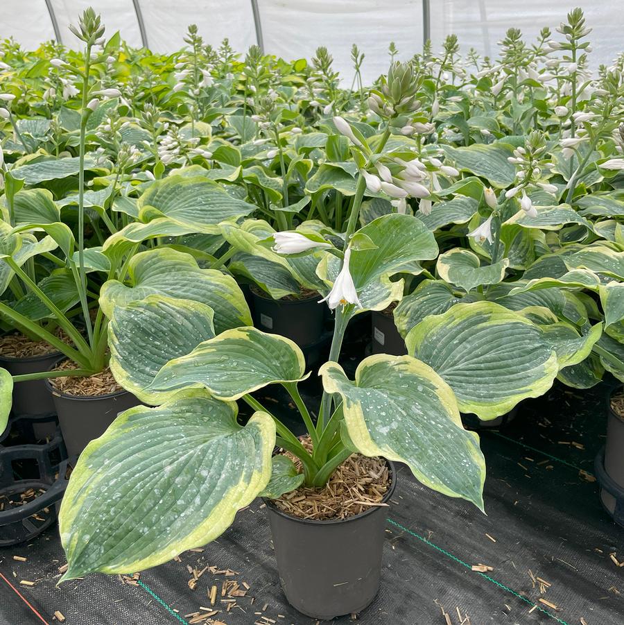 Hosta American Halo