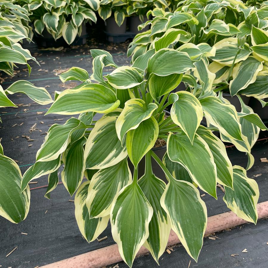 Hosta Wide Brim
