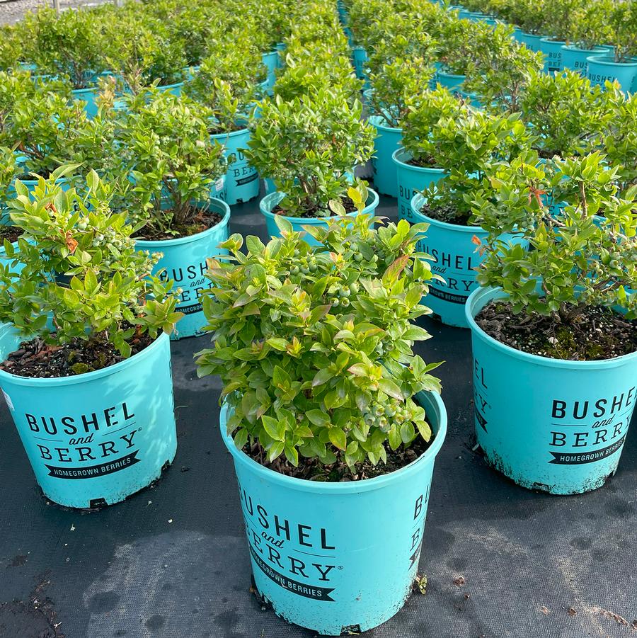 Vaccinium Bushel and Berry® Jelly Bean®