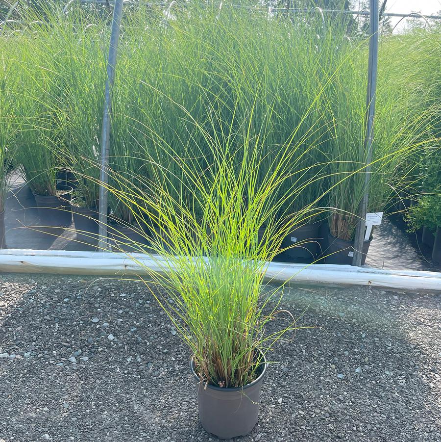 Miscanthus sinensis Gracillimus
