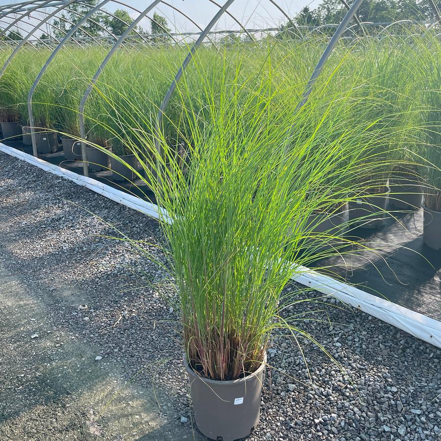Miscanthus sinensis Gracillimus