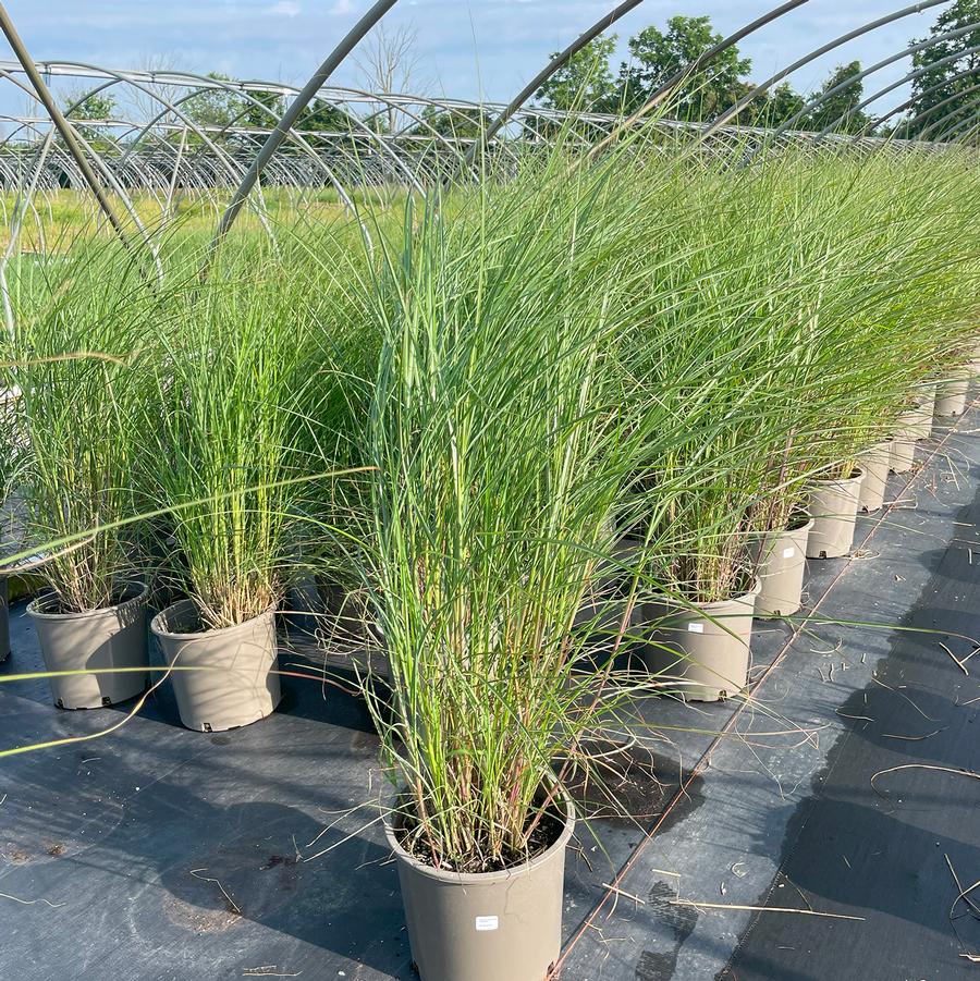 Miscanthus sinensis Graziella