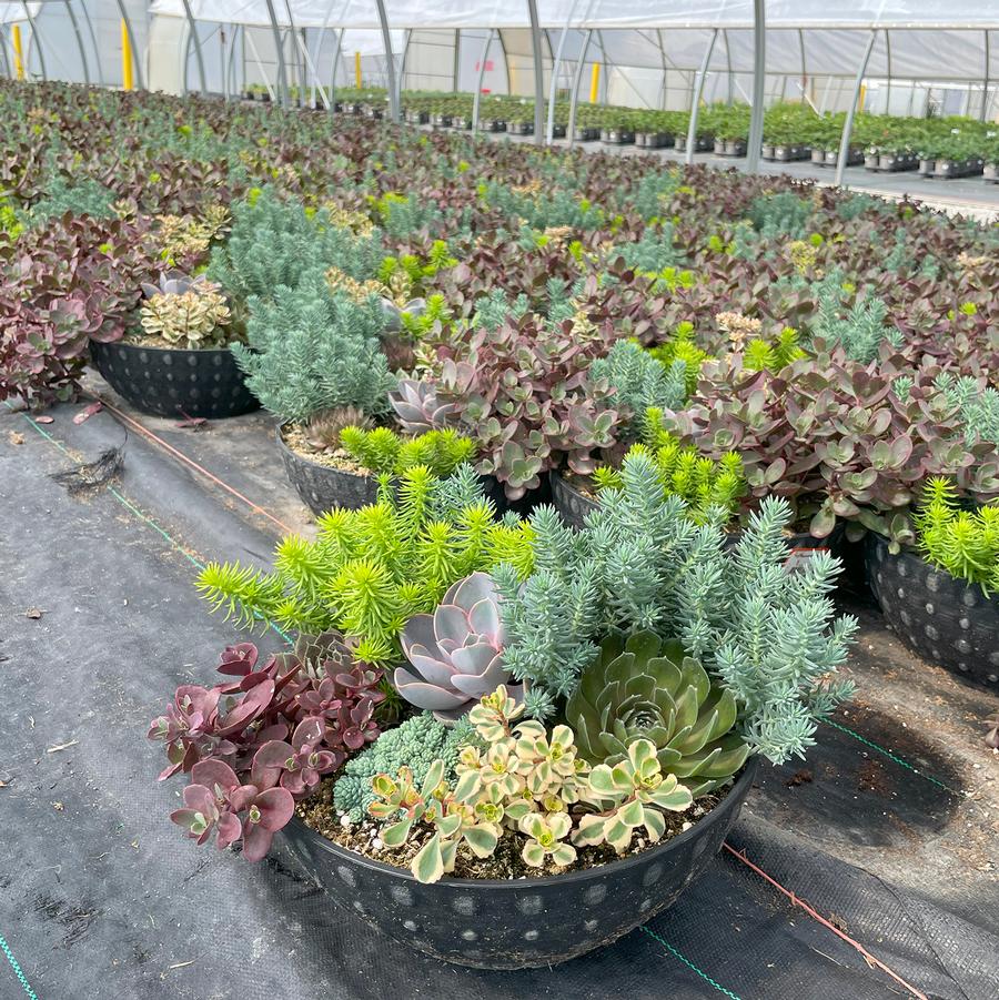 Planters Sunvivor 6 Sedum spp.; 4 Sempervivum spp.; 2 Echeveria spp.