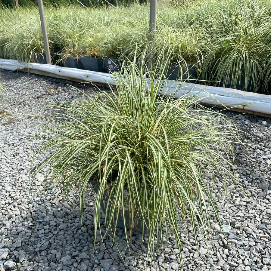 Carex oshimensis Evergold