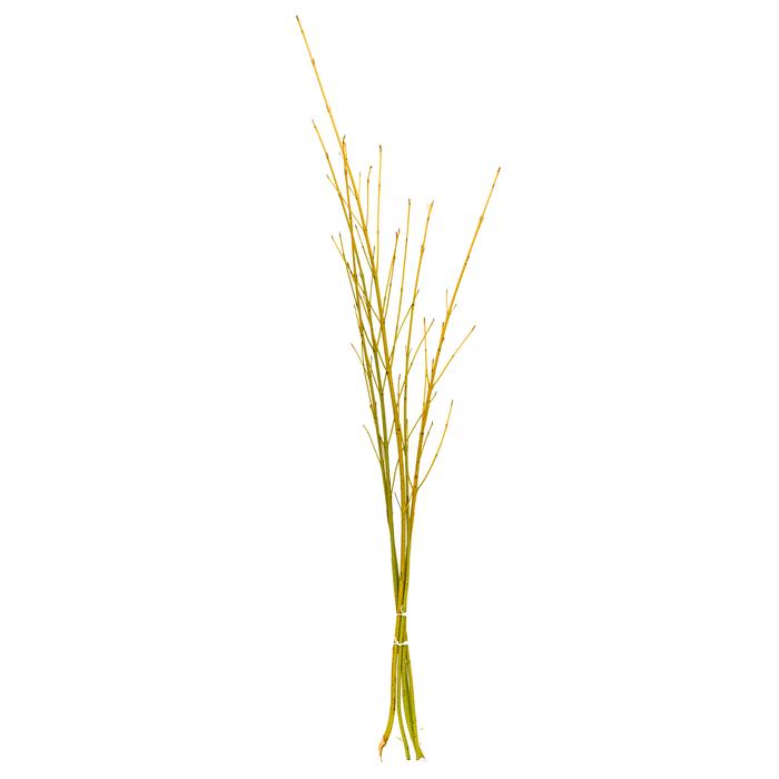 Yellow Twig