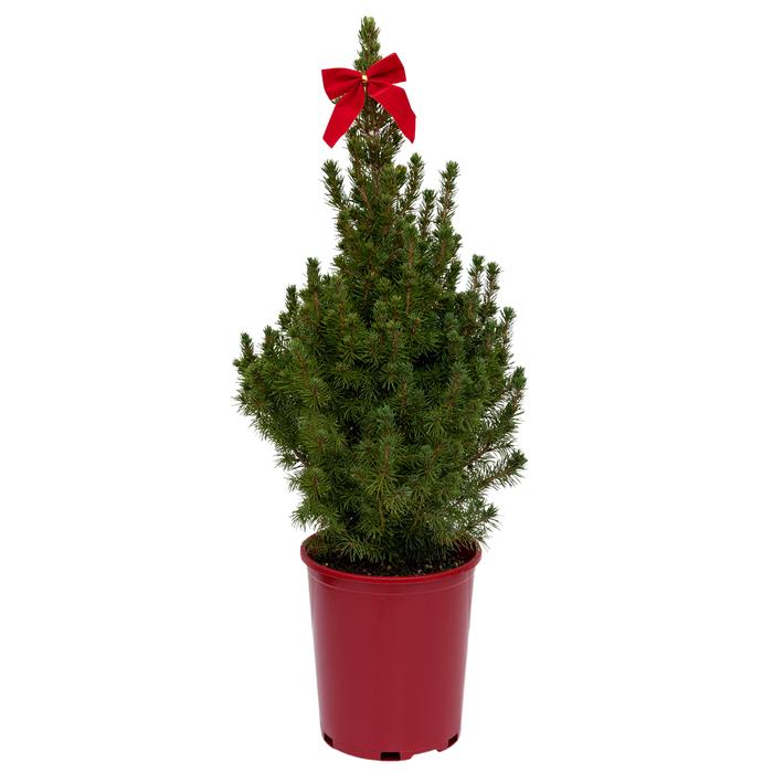#1 Cont. Red Pot