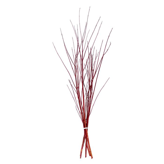 Red Twig